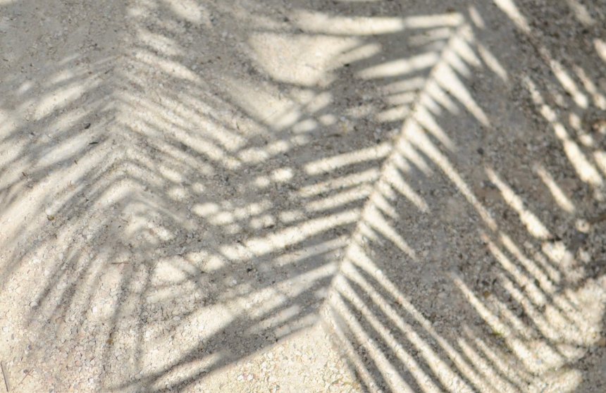 Lagos Zoo palmtree shadow